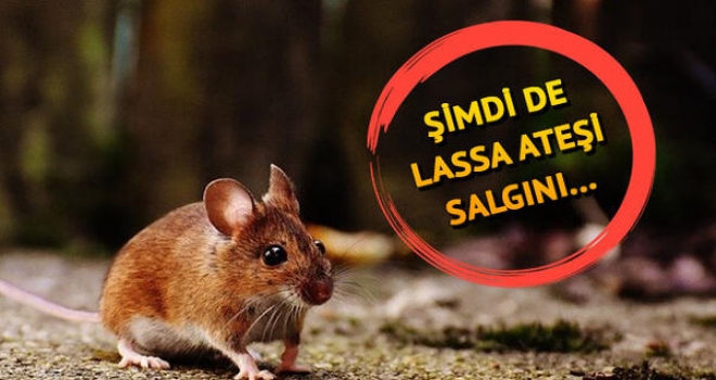 Lassa Ateşi Batı Afrika’da görülen akut viral bir hastalıktır. İlk
