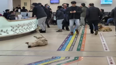 Türkiye sokak köpeği sorununu çözemedi. Uzun yıllardır sokaklarda terör estiren