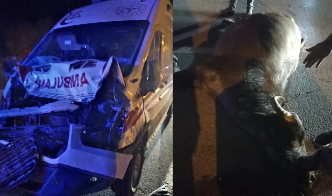 Ambulans Seyir Halindeyken Yola Çıkan Mandaya Çarptı Ambulans Seyir Halindeyken Yola Çıkan Mandaya Çarptı:Muş-Bitlis karayolu Güroymak ilçe