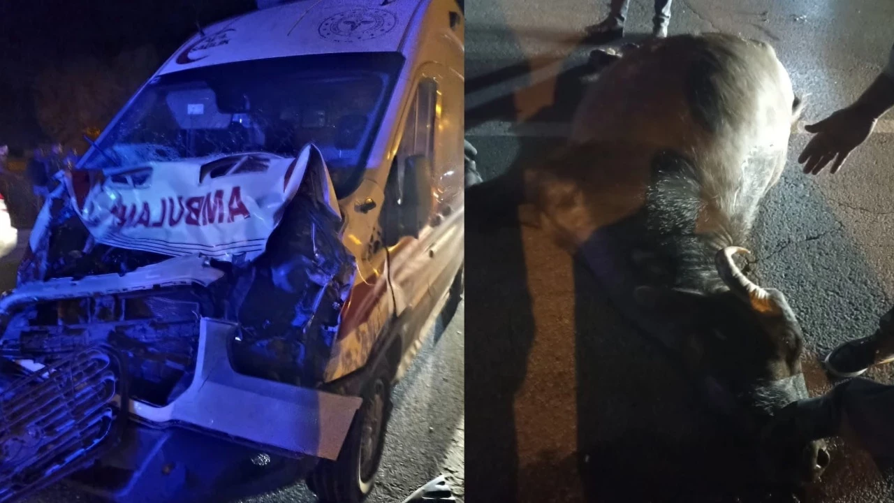 Ambulans Seyir Halindeyken Yola Çıkan Mandaya Çarptı:Muş-Bitlis karayolu Güroymak ilçe