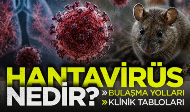Hanta Virüs Nedir?
Hanta virüs, kemirgenler aracılığıyla insanlara bulaşan ve ciddi